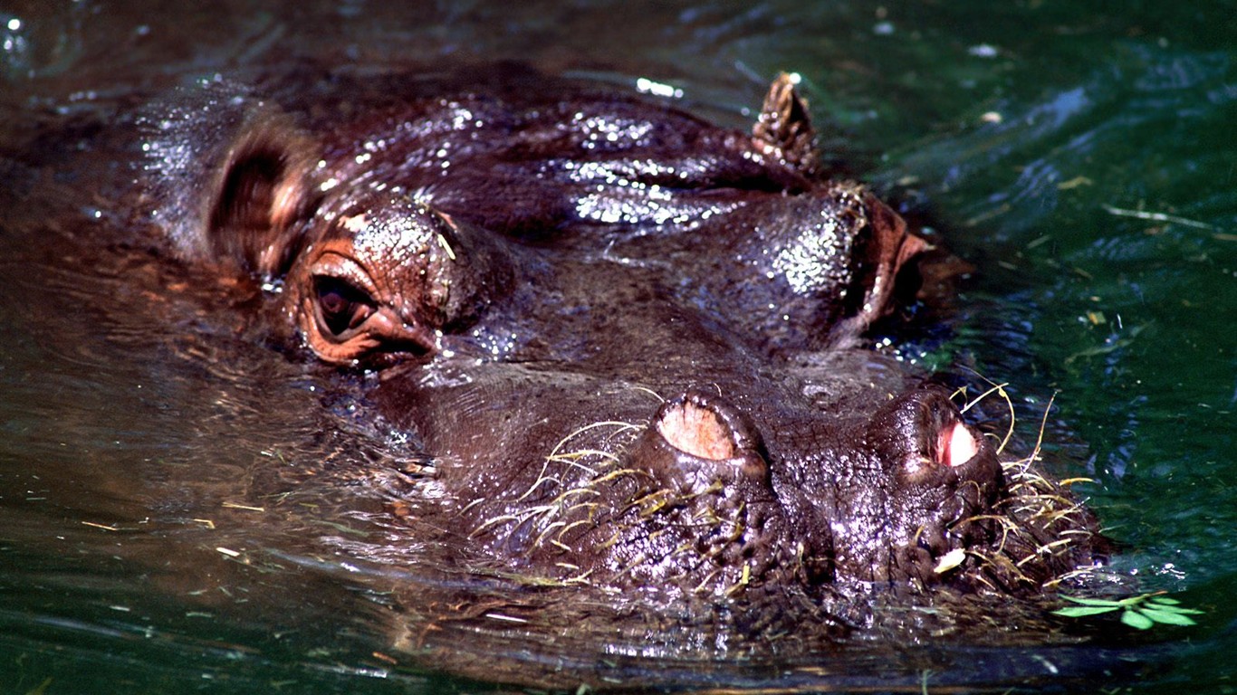 Hippo Photo Wallpaper #3 - 1366x768
