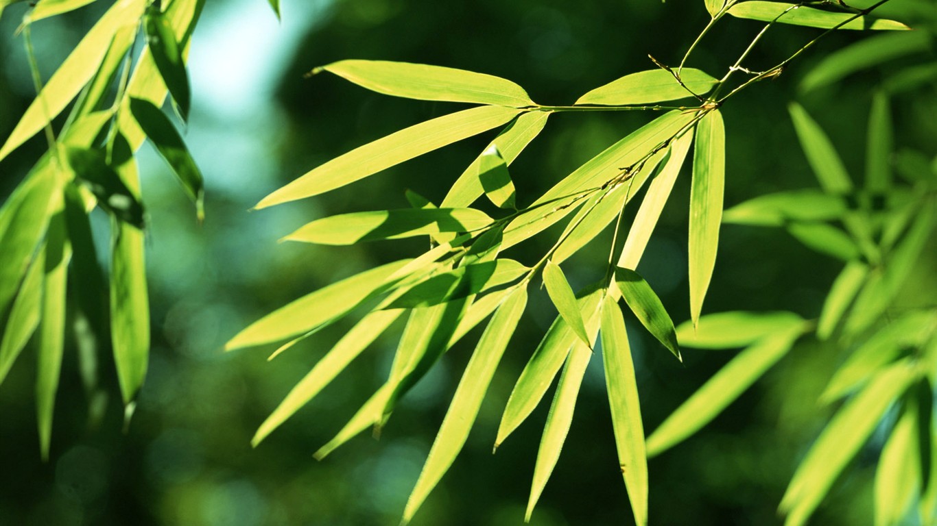 Green bamboo wallpaper #1 - 1366x768