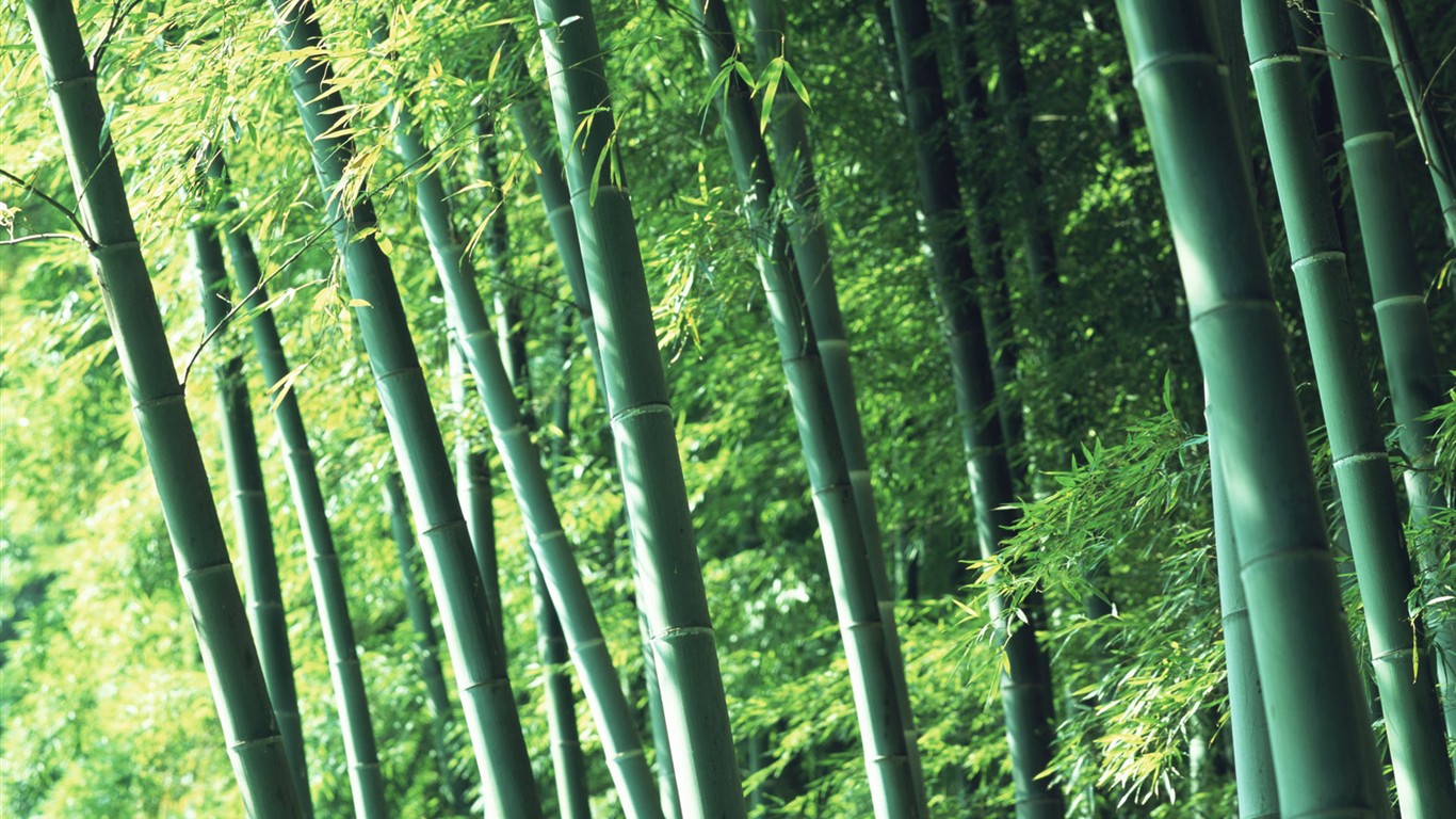 Green bamboo wallpaper #2 - 1366x768