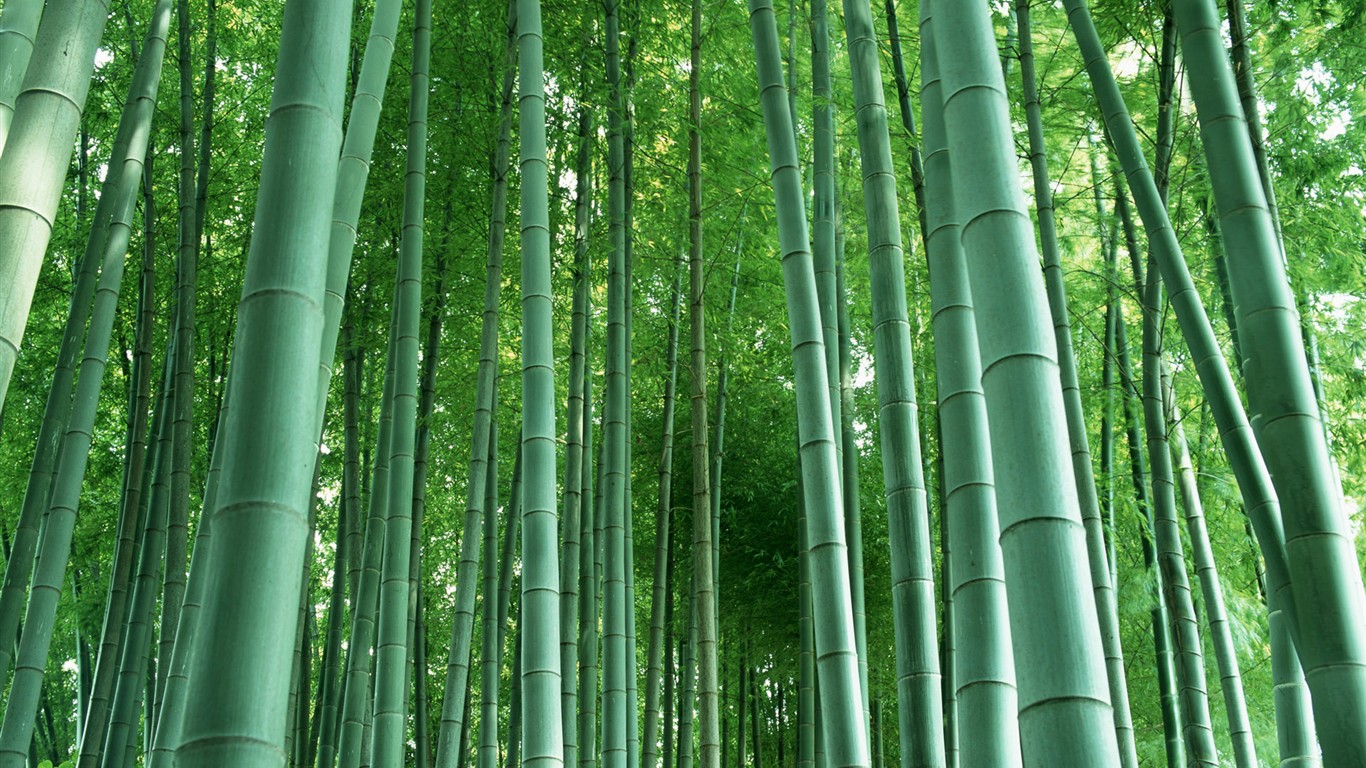 Papel tapiz verde de bambú #3 - 1366x768