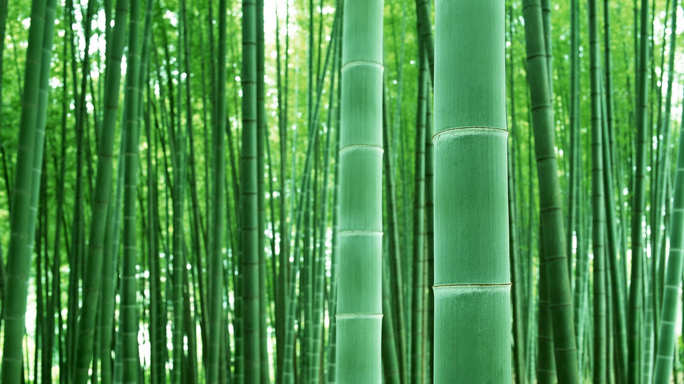 Papel tapiz verde de bambú #4 - 1366x768