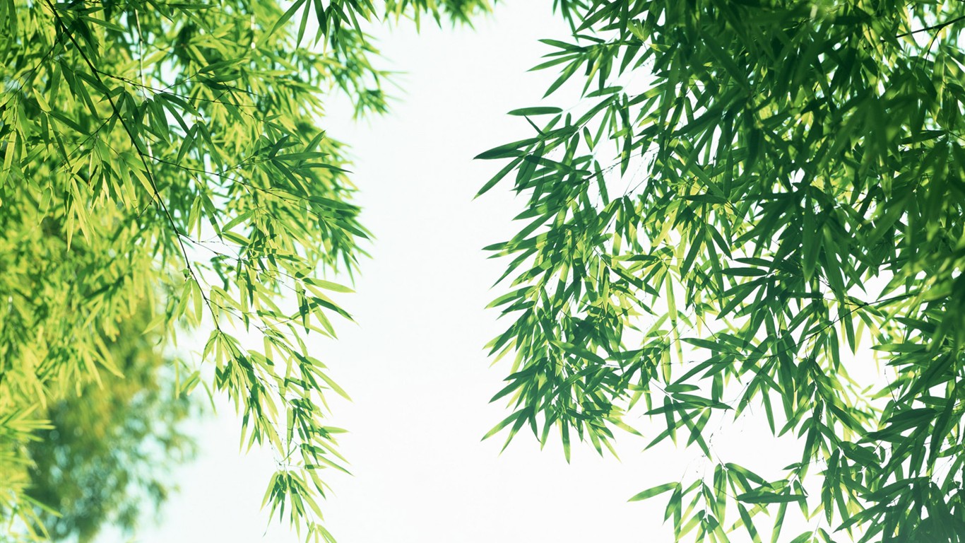 Green bamboo wallpaper #5 - 1366x768