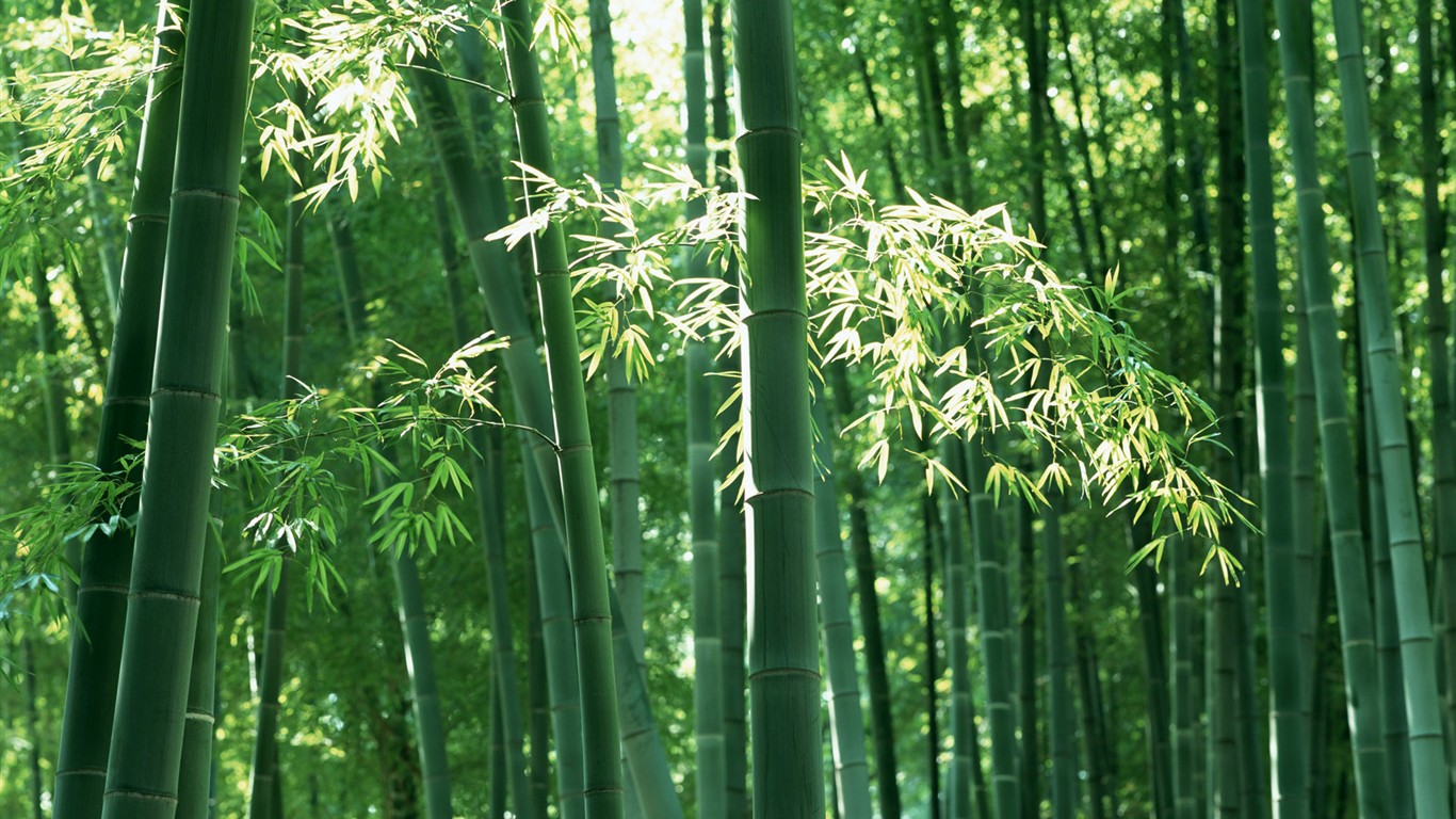 Papel tapiz verde de bambú #6 - 1366x768