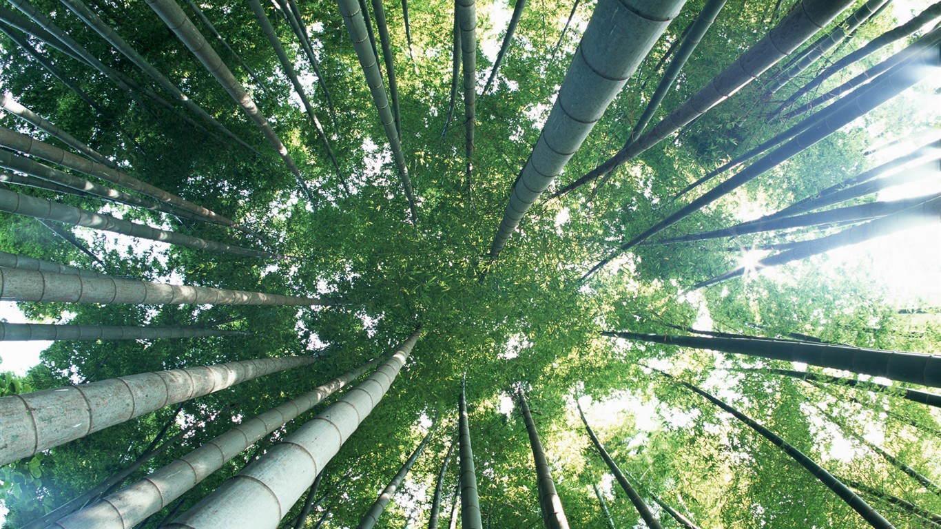 Green bamboo wallpaper #7 - 1366x768