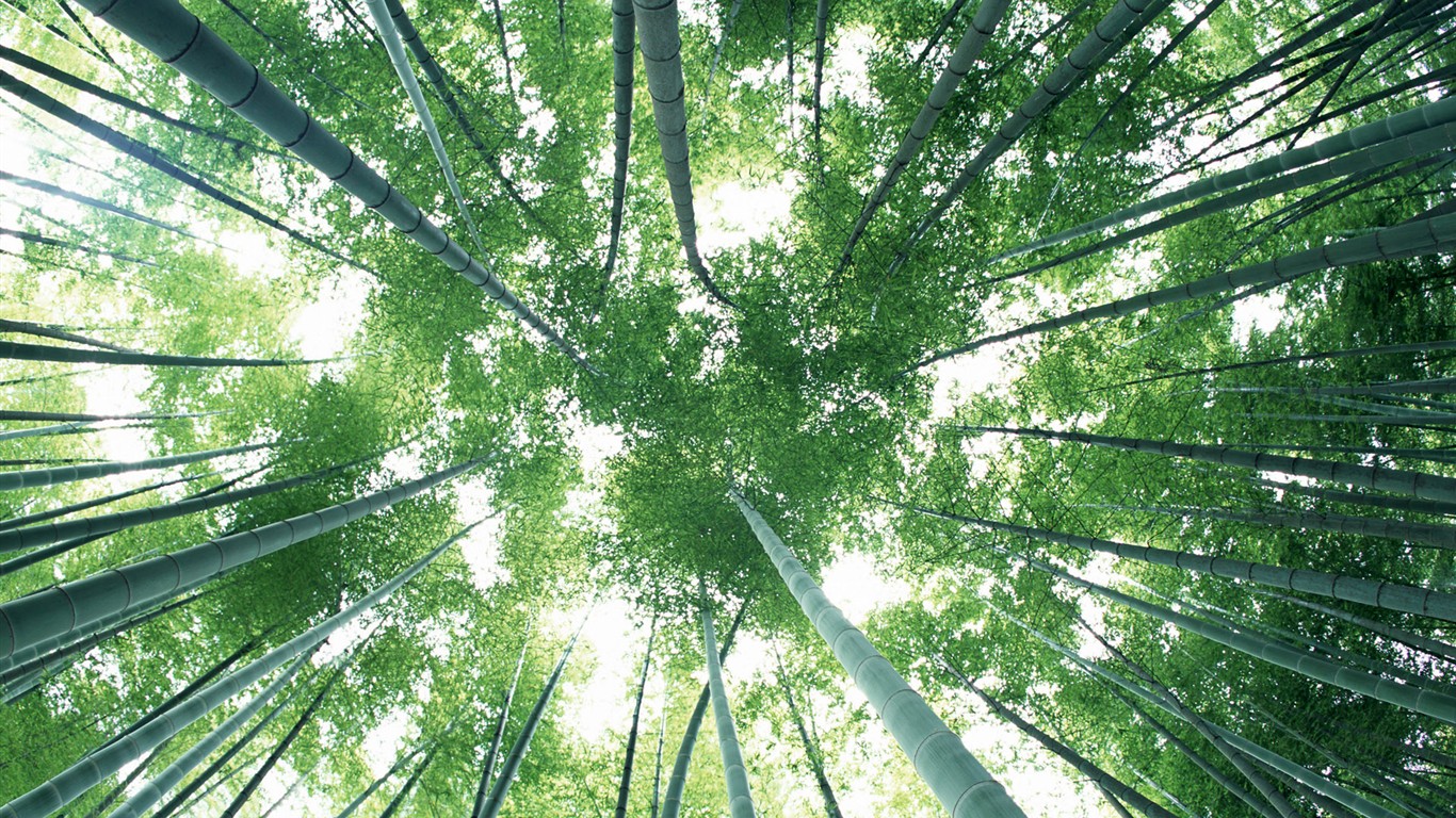 Papel tapiz verde de bambú #8 - 1366x768
