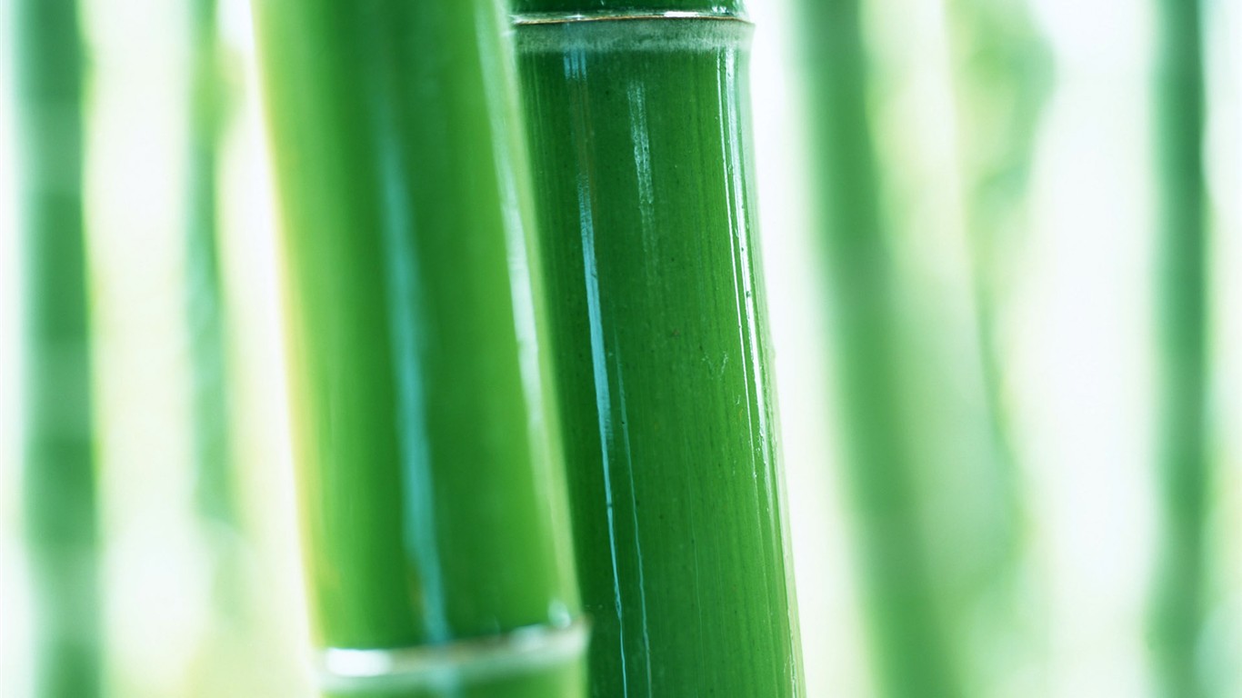 Papel tapiz verde de bambú #9 - 1366x768