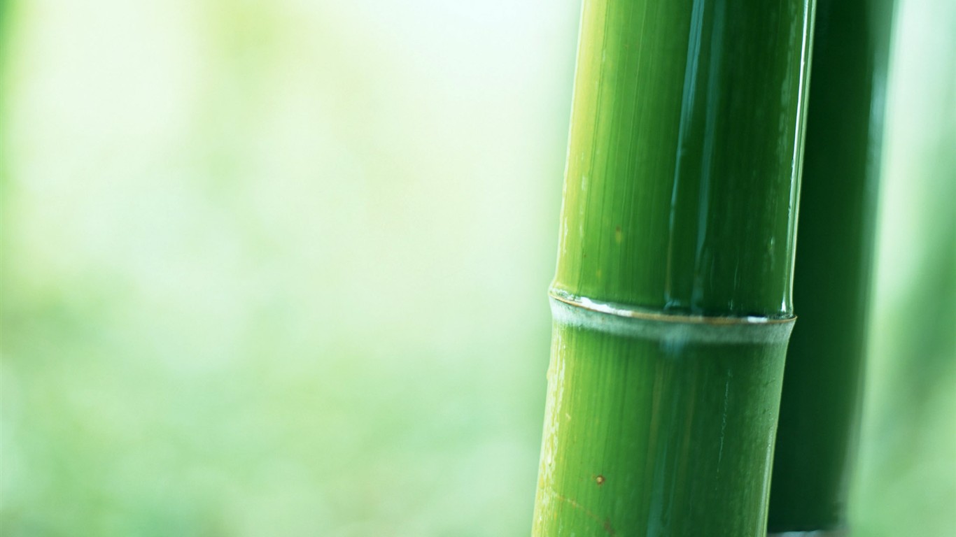 Green bamboo wallpaper #10 - 1366x768