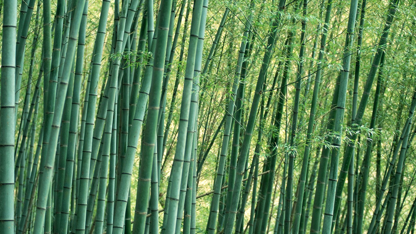 Papel tapiz verde de bambú #11 - 1366x768