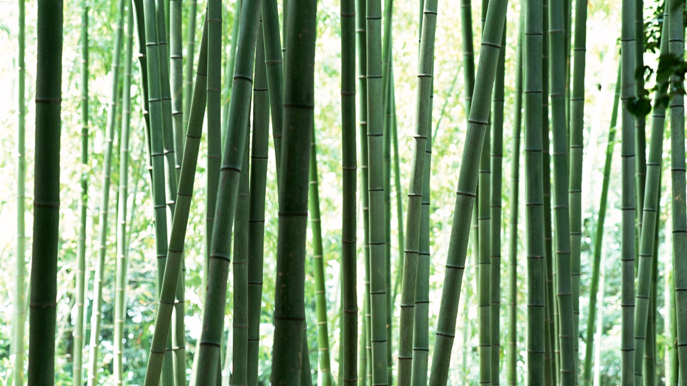 Papel tapiz verde de bambú #12 - 1366x768
