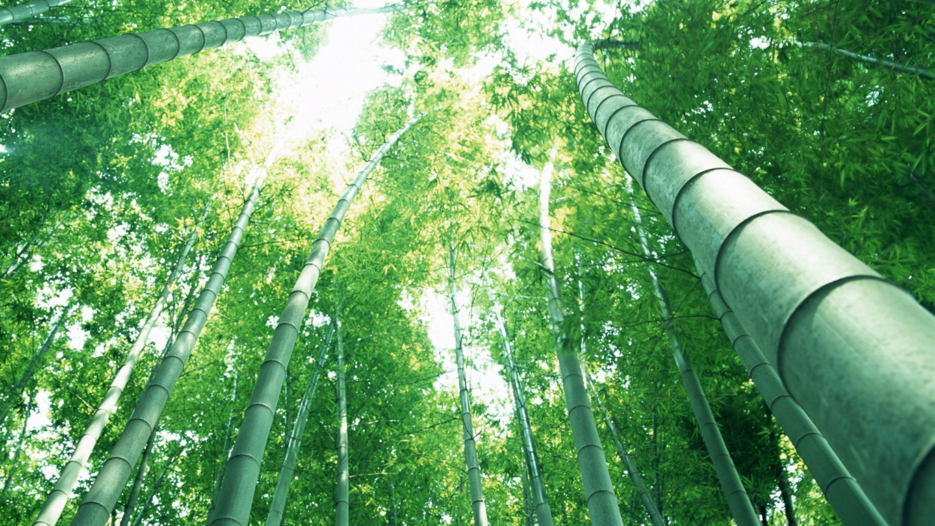 Papel tapiz verde de bambú #14 - 1366x768