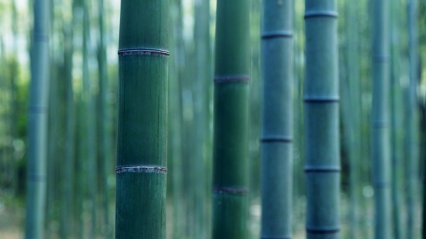 Papel tapiz verde de bambú #15 - 1366x768