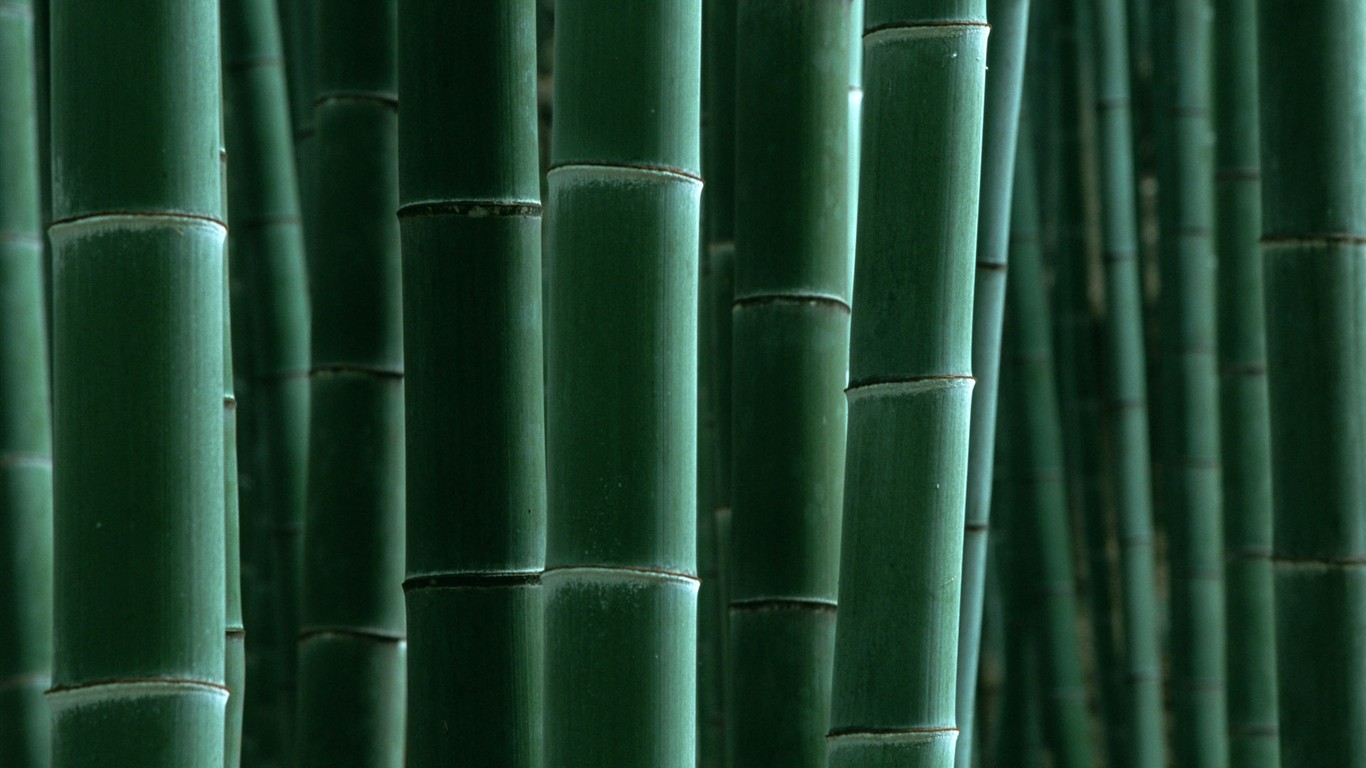 Papel tapiz verde de bambú #16 - 1366x768