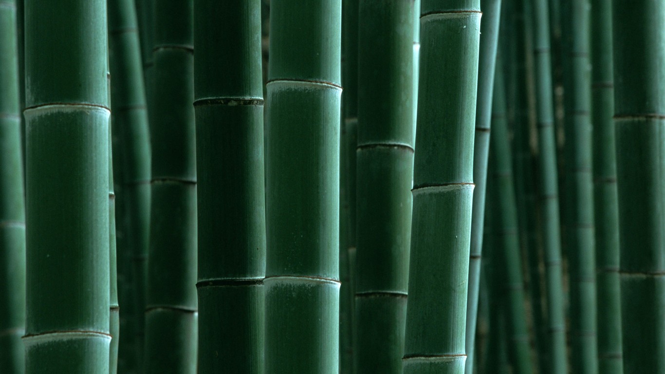 綠色竹情壁紙專輯 #16 - 1366x768