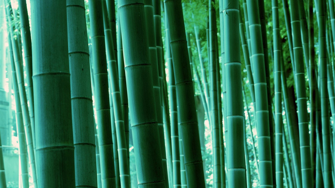 Green bamboo wallpaper #17 - 1366x768