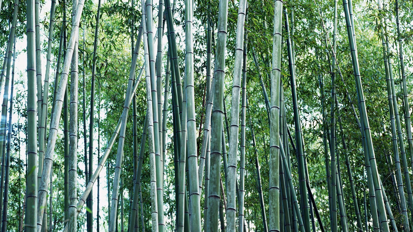 Green bamboo wallpaper #18 - 1366x768