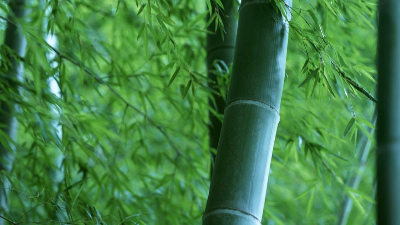 Papel tapiz verde de bambú #19 - 1366x768