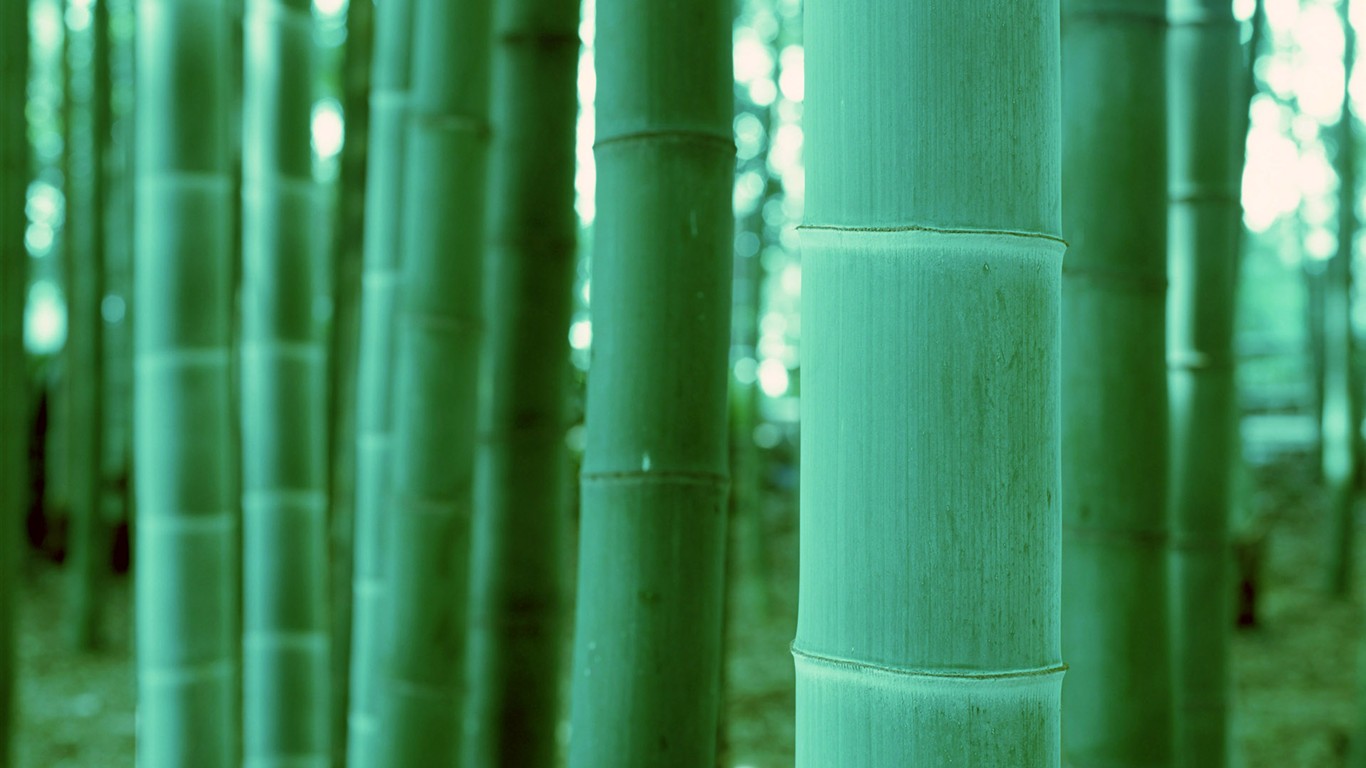 Green bamboo wallpaper #20 - 1366x768