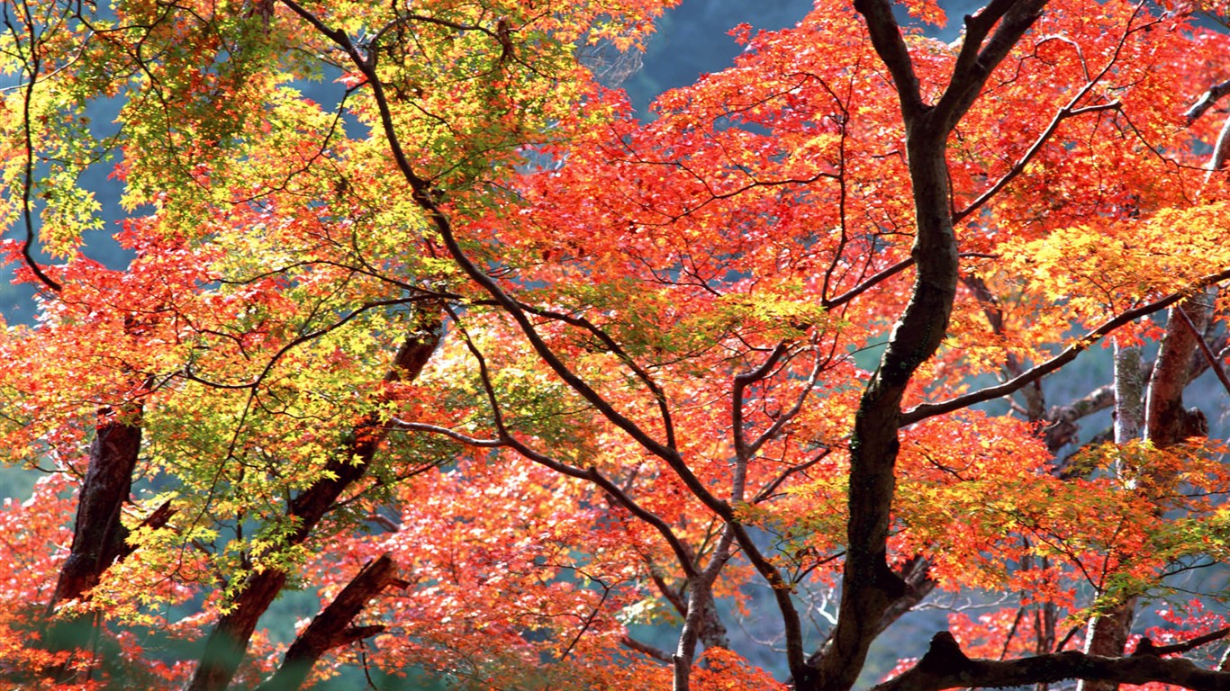 紅葉高清壁紙專輯 #1 - 1366x768