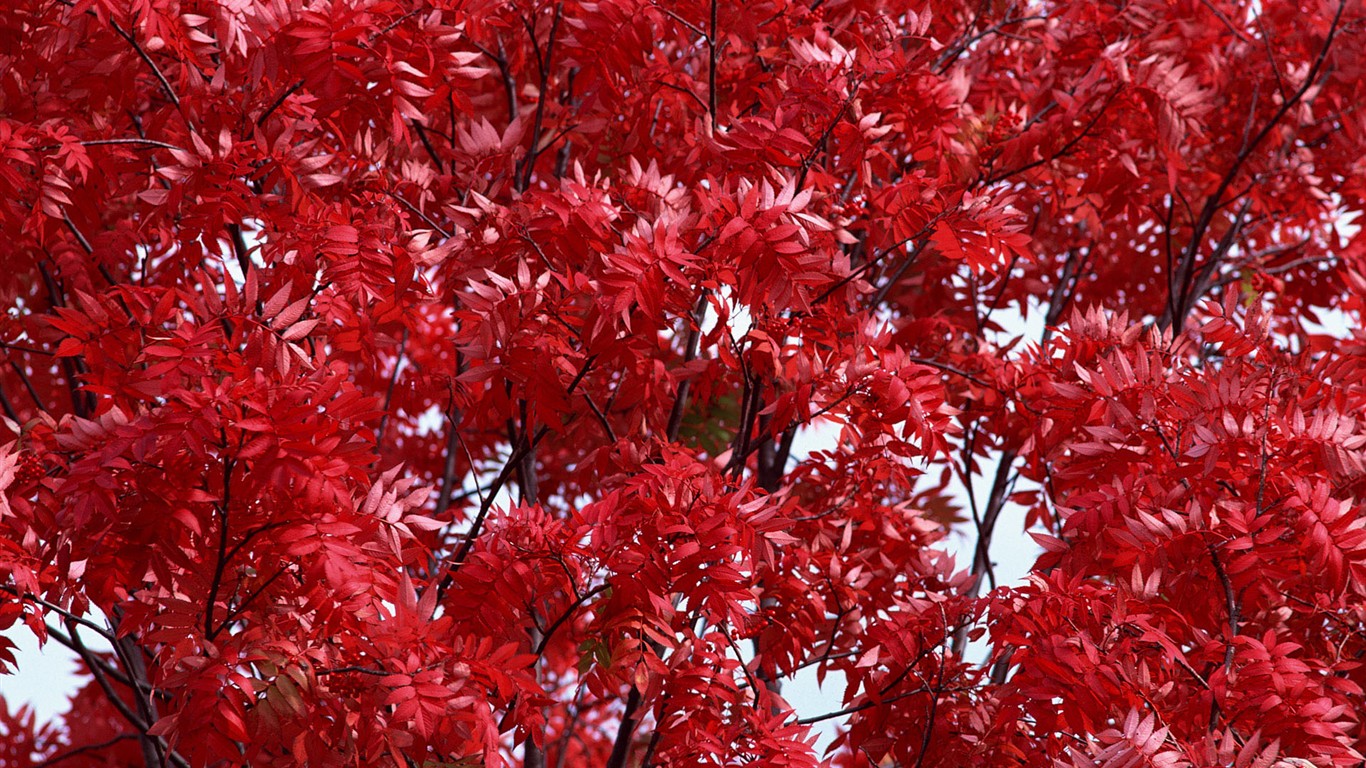 紅葉高清壁紙專輯 #2 - 1366x768
