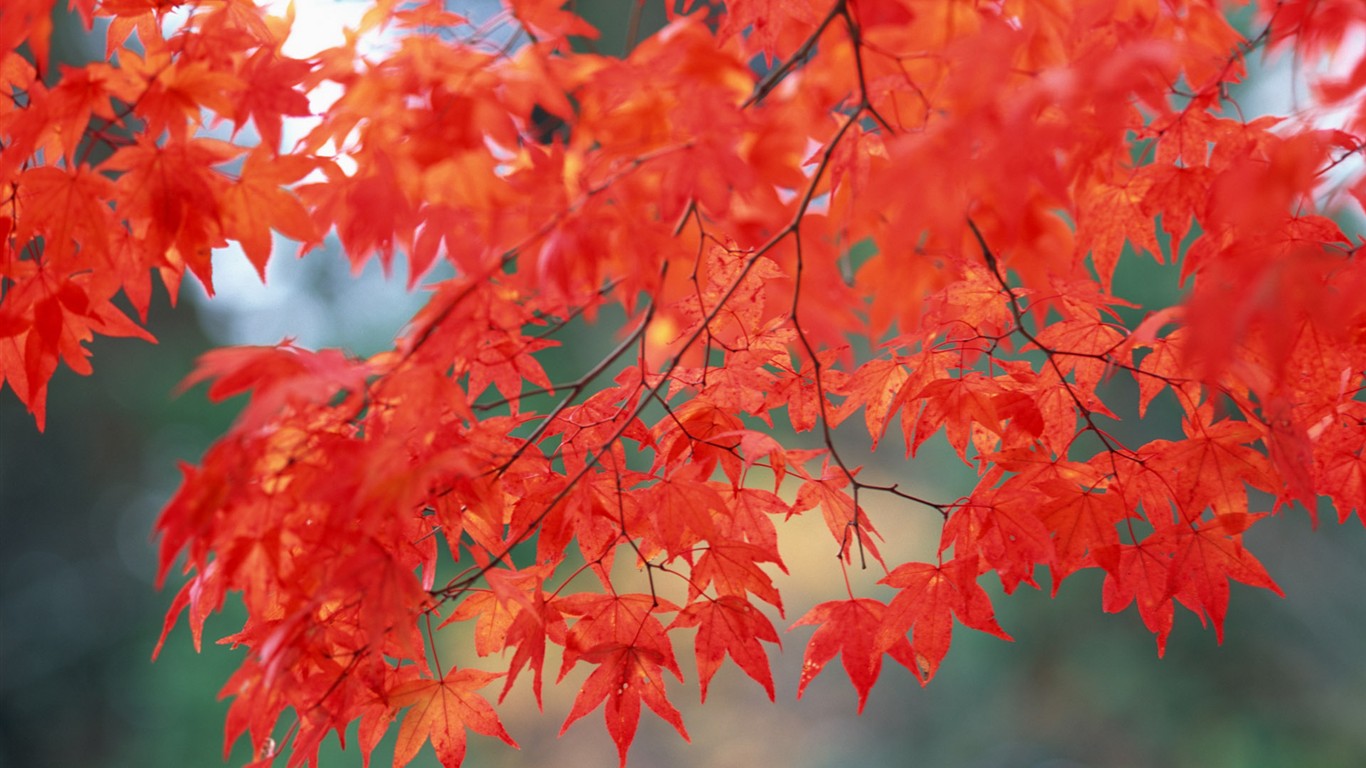 Leaves HD Wallpapers Album #3 - 1366x768