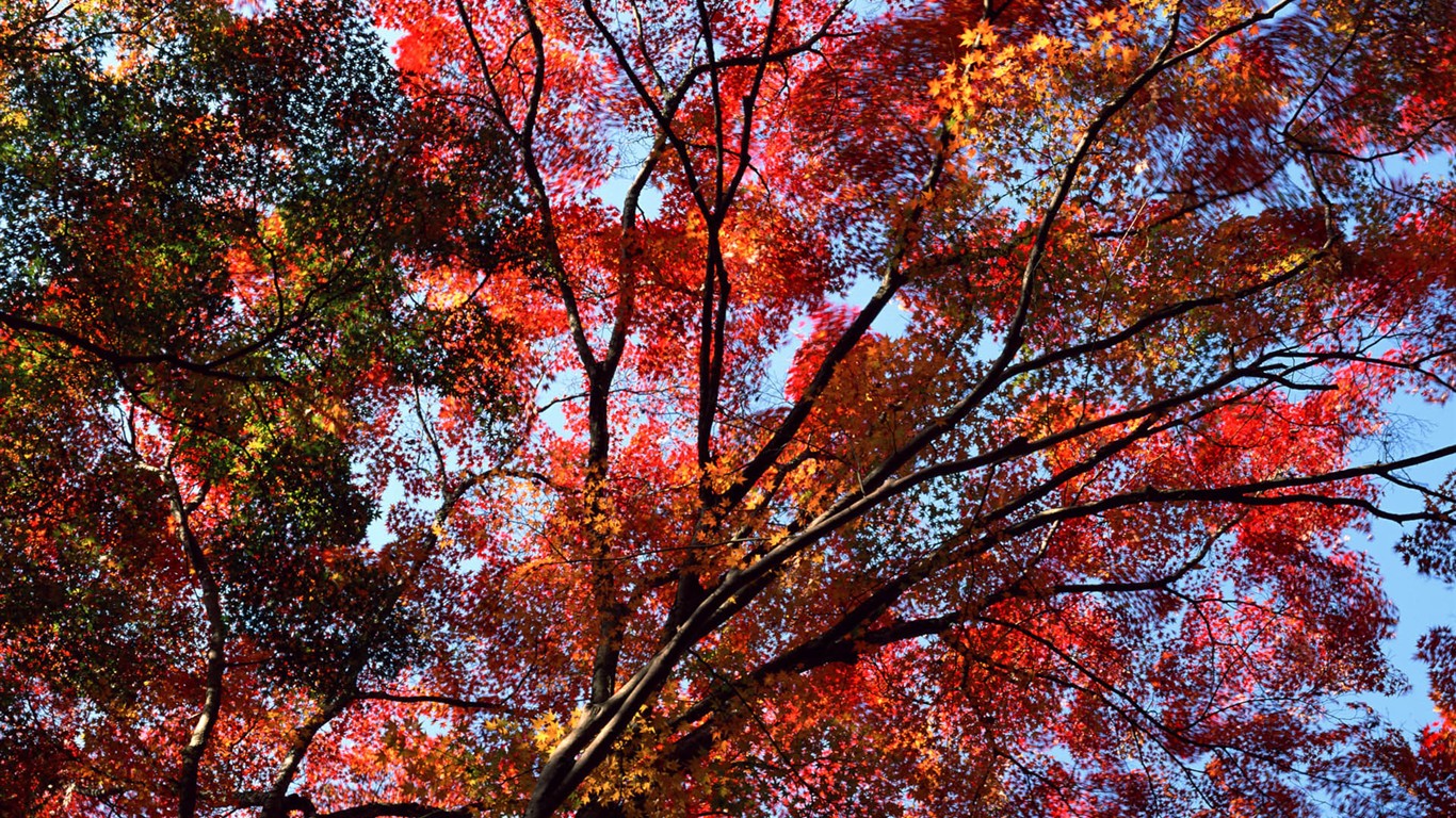 紅葉高清壁紙專輯 #4 - 1366x768
