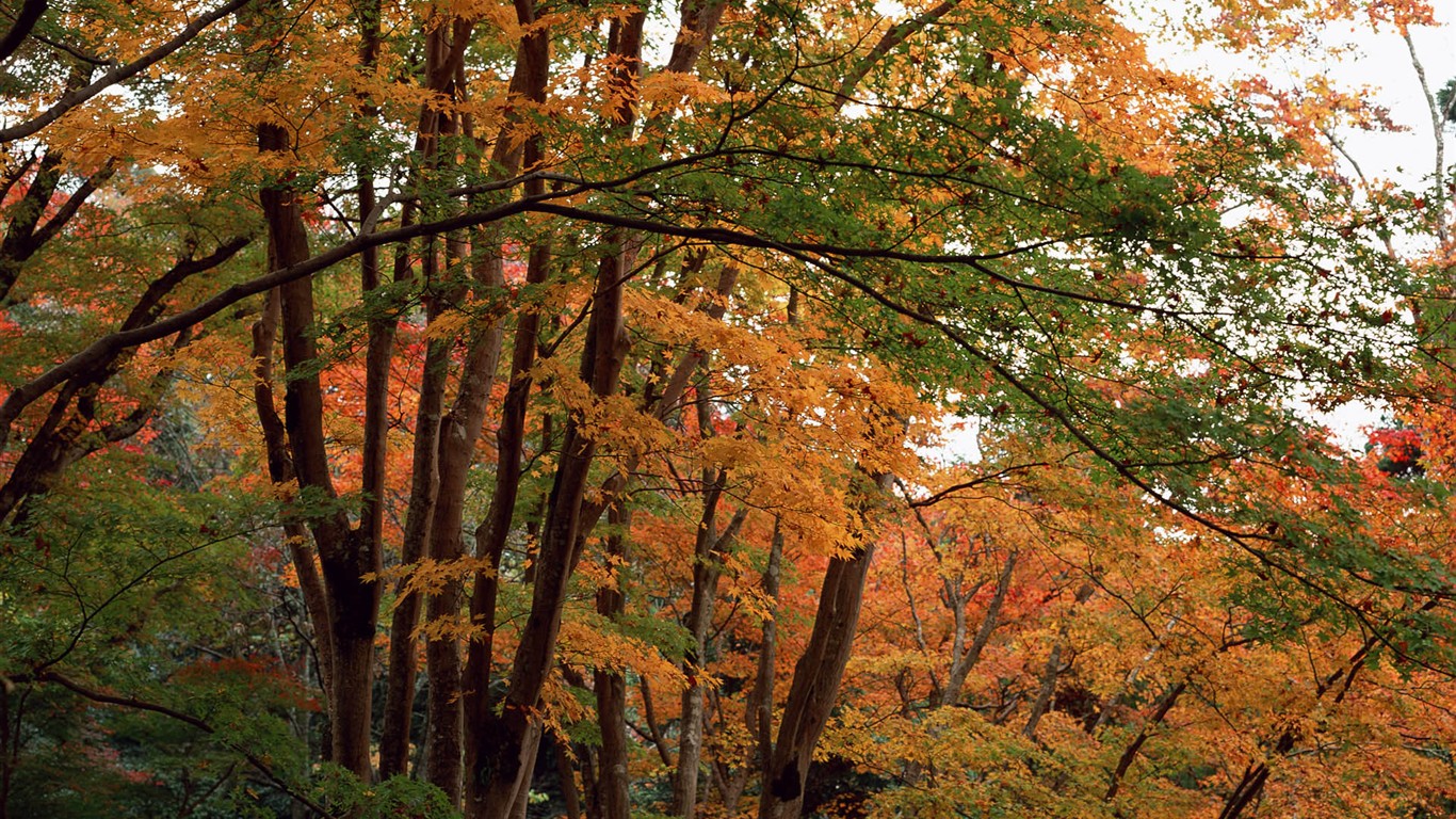 紅葉高清壁紙專輯 #5 - 1366x768