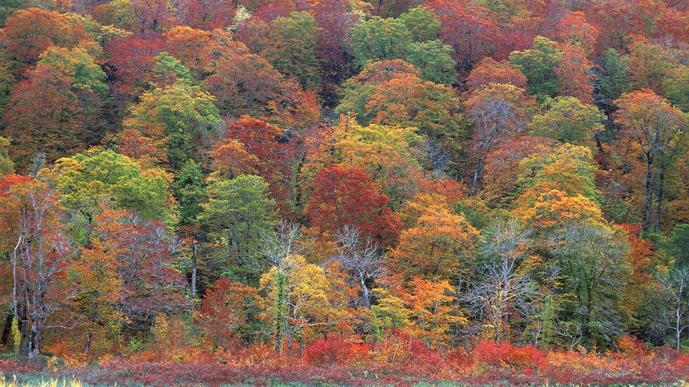 紅葉高清壁紙專輯 #6 - 1366x768