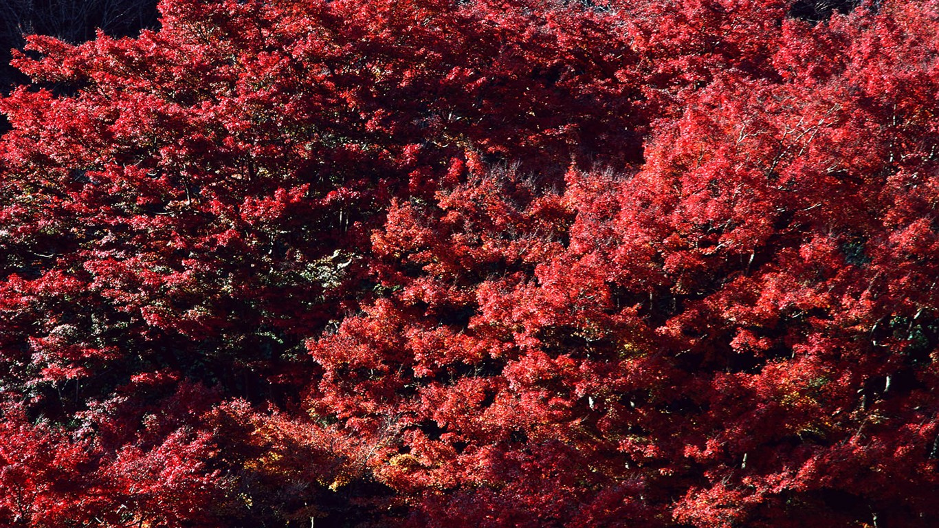 紅葉高清壁紙專輯 #7 - 1366x768