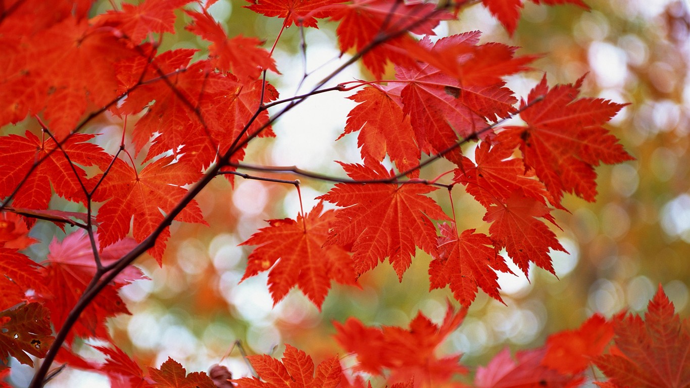 紅葉高清壁紙專輯 #8 - 1366x768