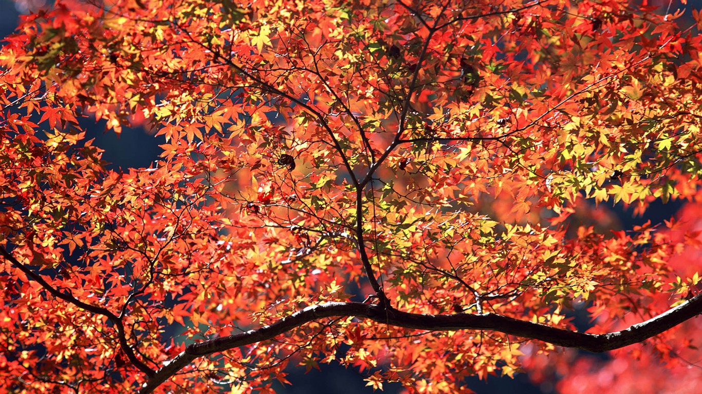 紅葉高清壁紙專輯 #9 - 1366x768