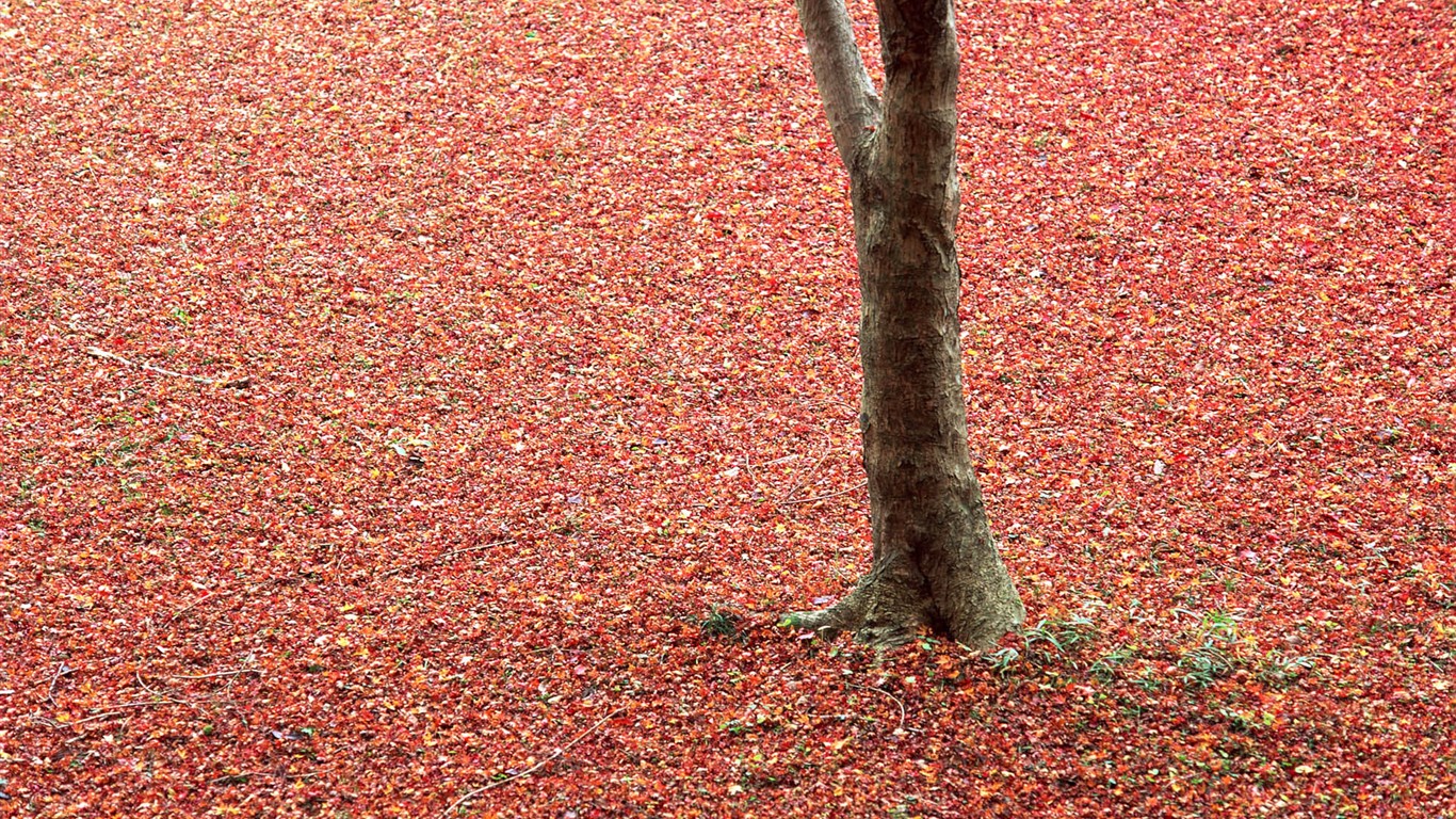 紅葉高清壁紙專輯 #10 - 1366x768