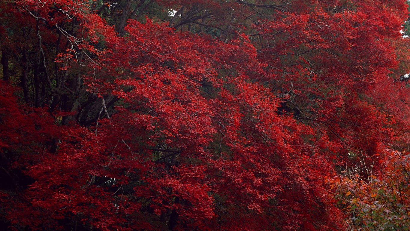 红叶高清壁纸专辑11 - 1366x768