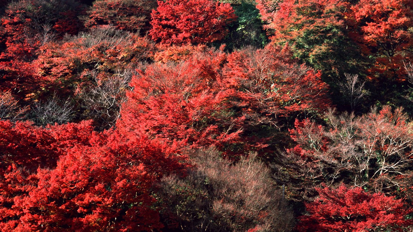 红叶高清壁纸专辑12 - 1366x768