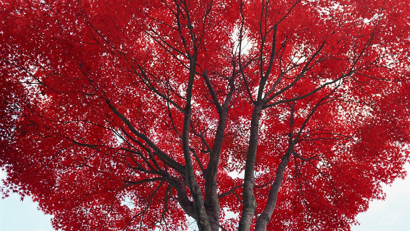 紅葉高清壁紙專輯 #14 - 1366x768