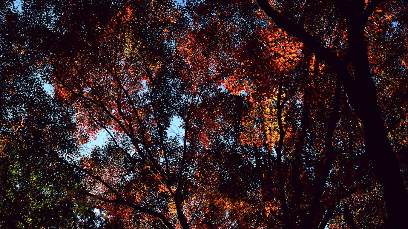 紅葉高清壁紙專輯 #16 - 1366x768