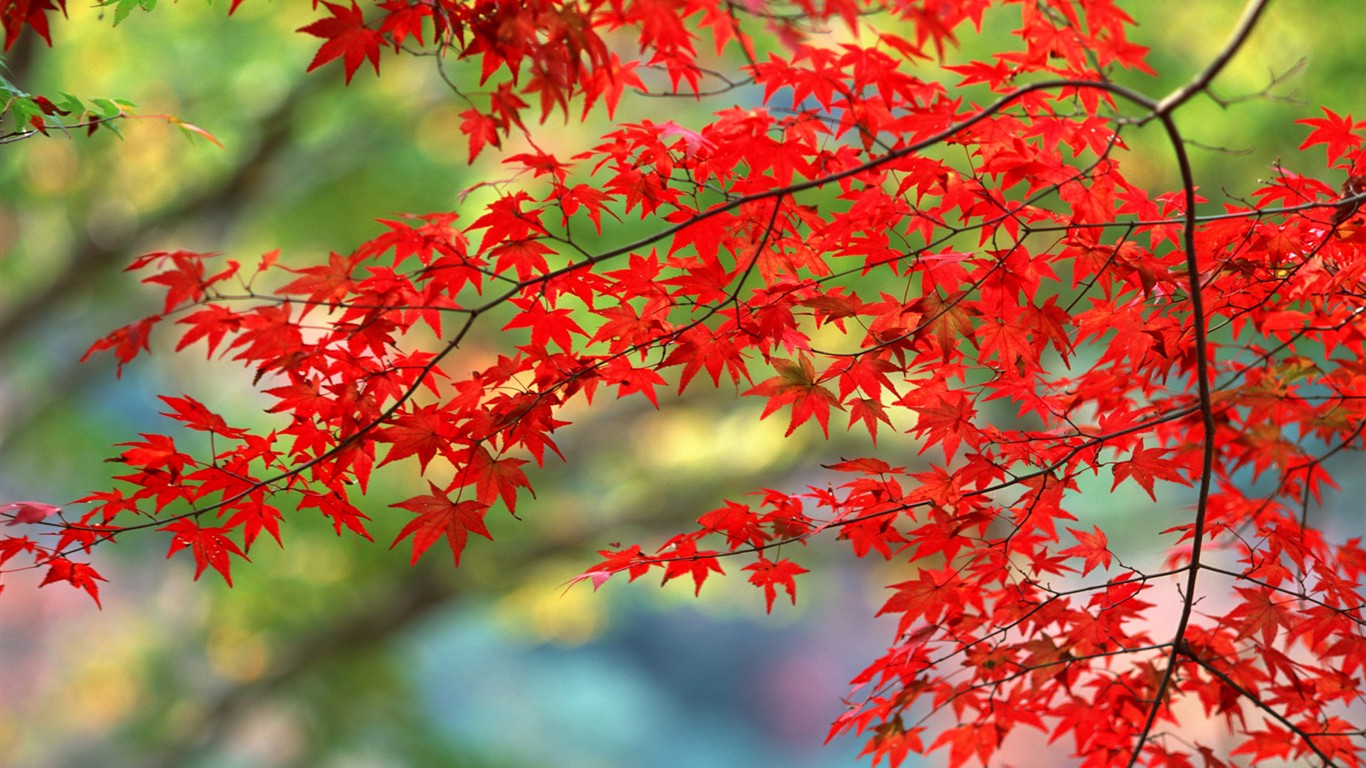 Listy HD Tapety Album #17 - 1366x768