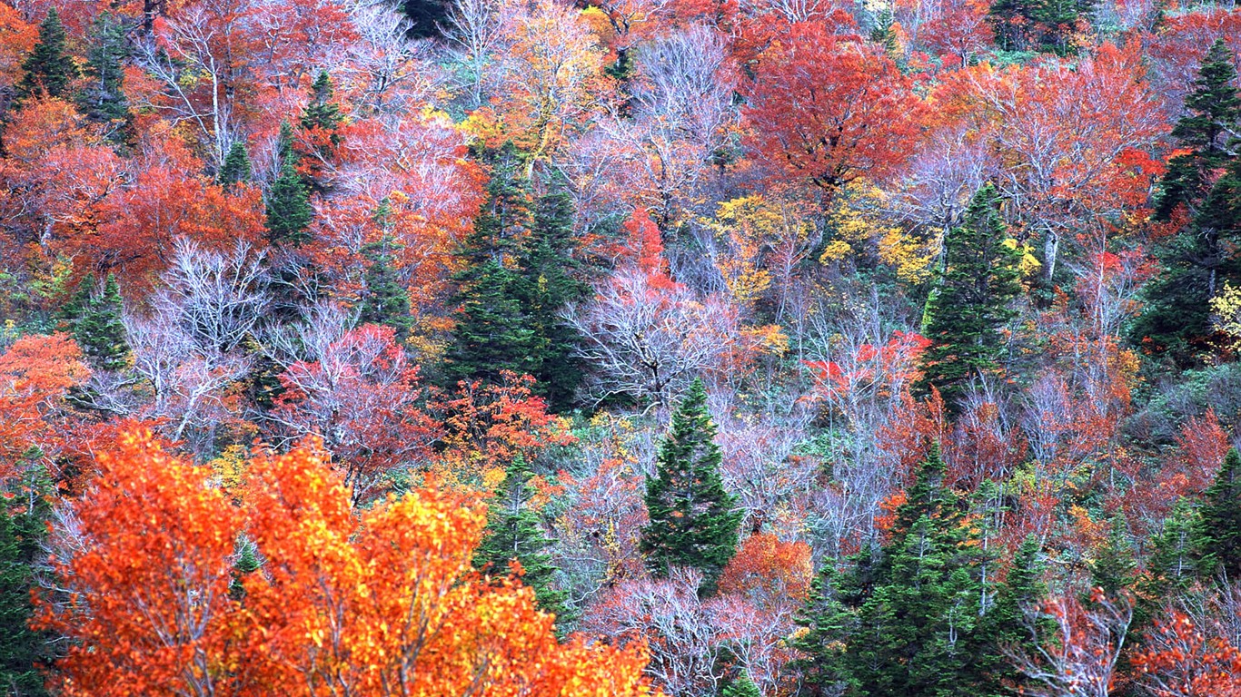 紅葉高清壁紙專輯 #19 - 1366x768