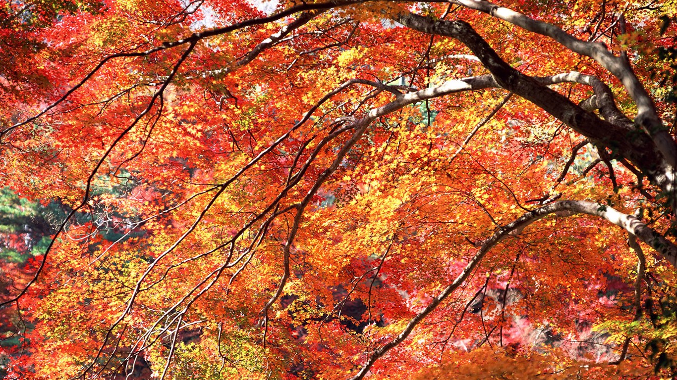 Leaves HD Wallpapers Album #20 - 1366x768