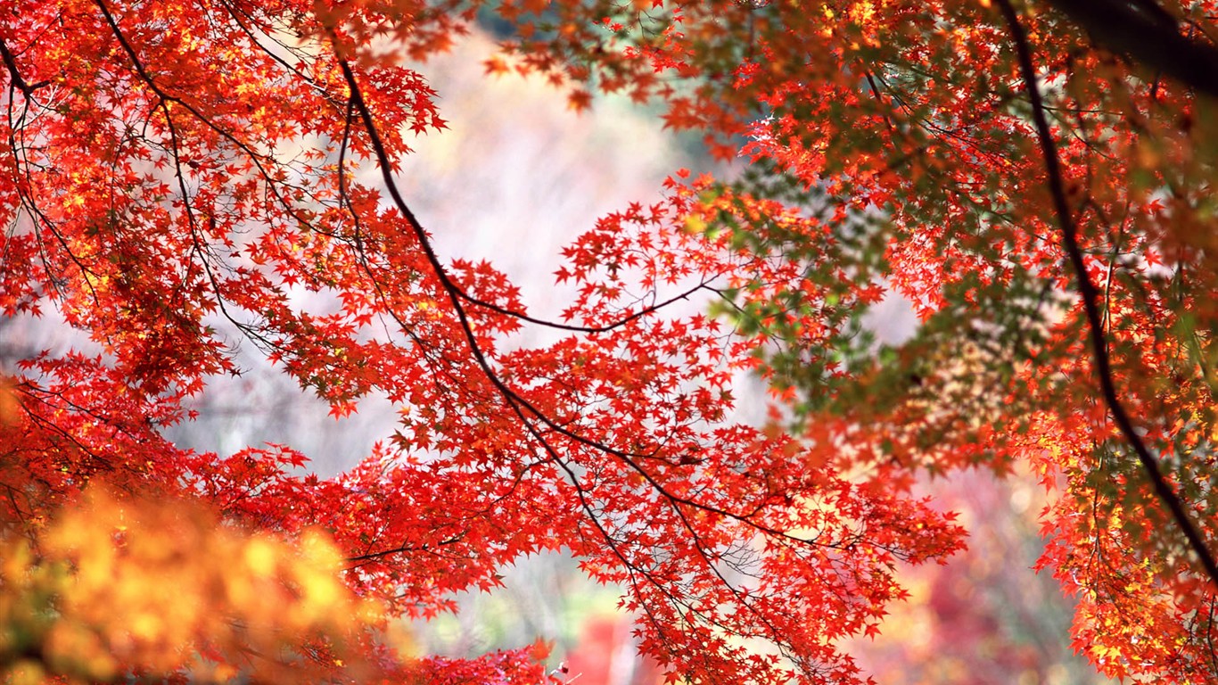 Leaves HD Wallpapers Album #21 - 1366x768