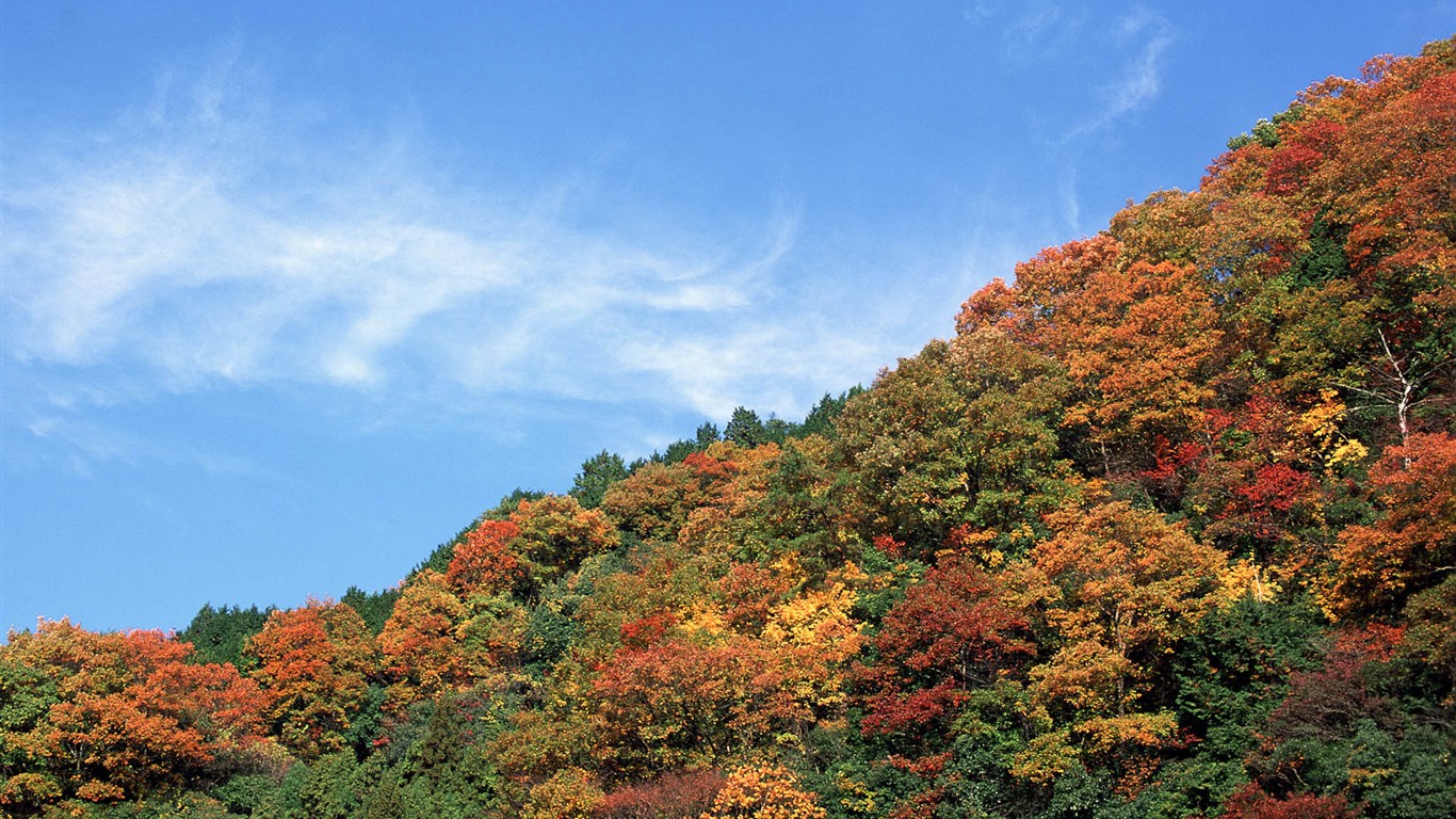 红叶高清壁纸专辑23 - 1366x768