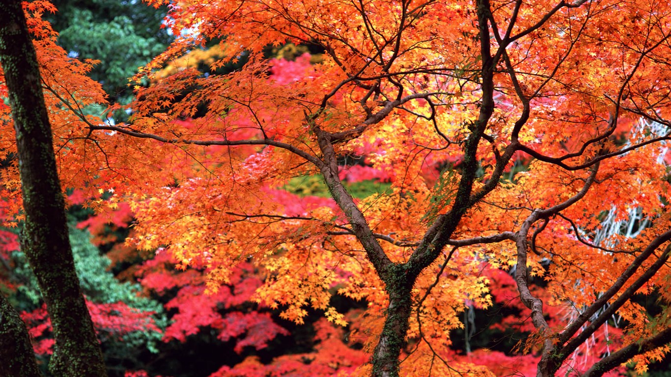 紅葉高清壁紙專輯 #26 - 1366x768