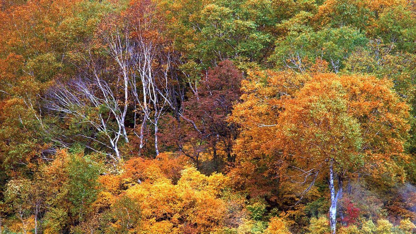 단풍이 배경 화면의 HD 앨범 #27 - 1366x768