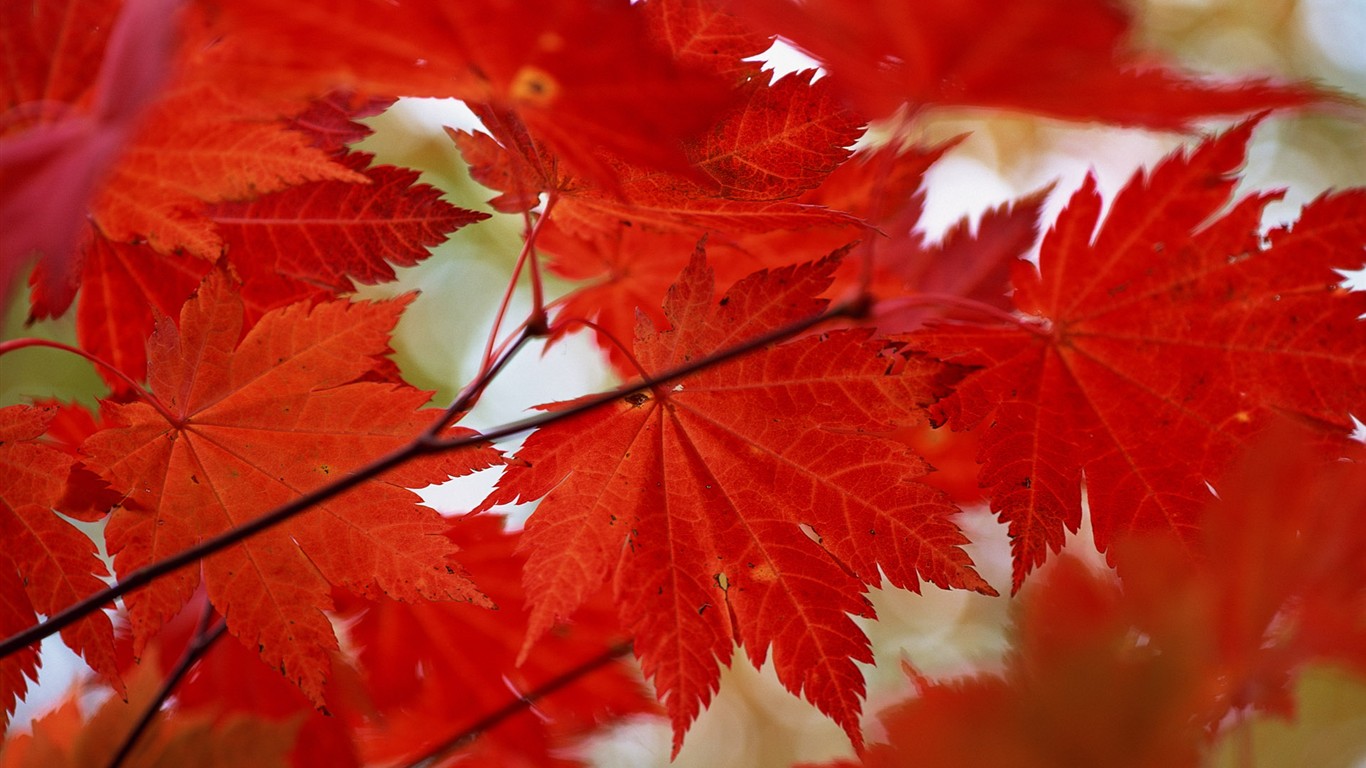 Leaves HD Wallpapers Album #28 - 1366x768