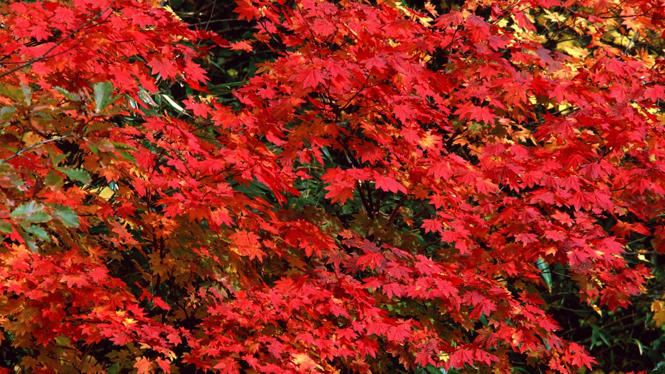 Listy HD Tapety Album #29 - 1366x768