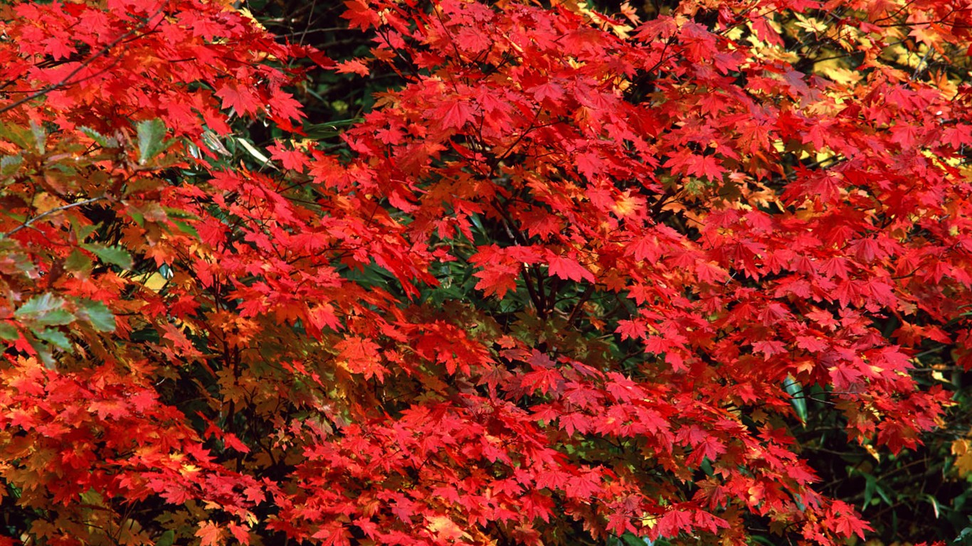 Leaves HD Wallpapers Album #29 - 1366x768