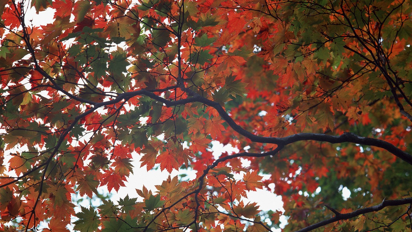 Listy HD Tapety Album #30 - 1366x768