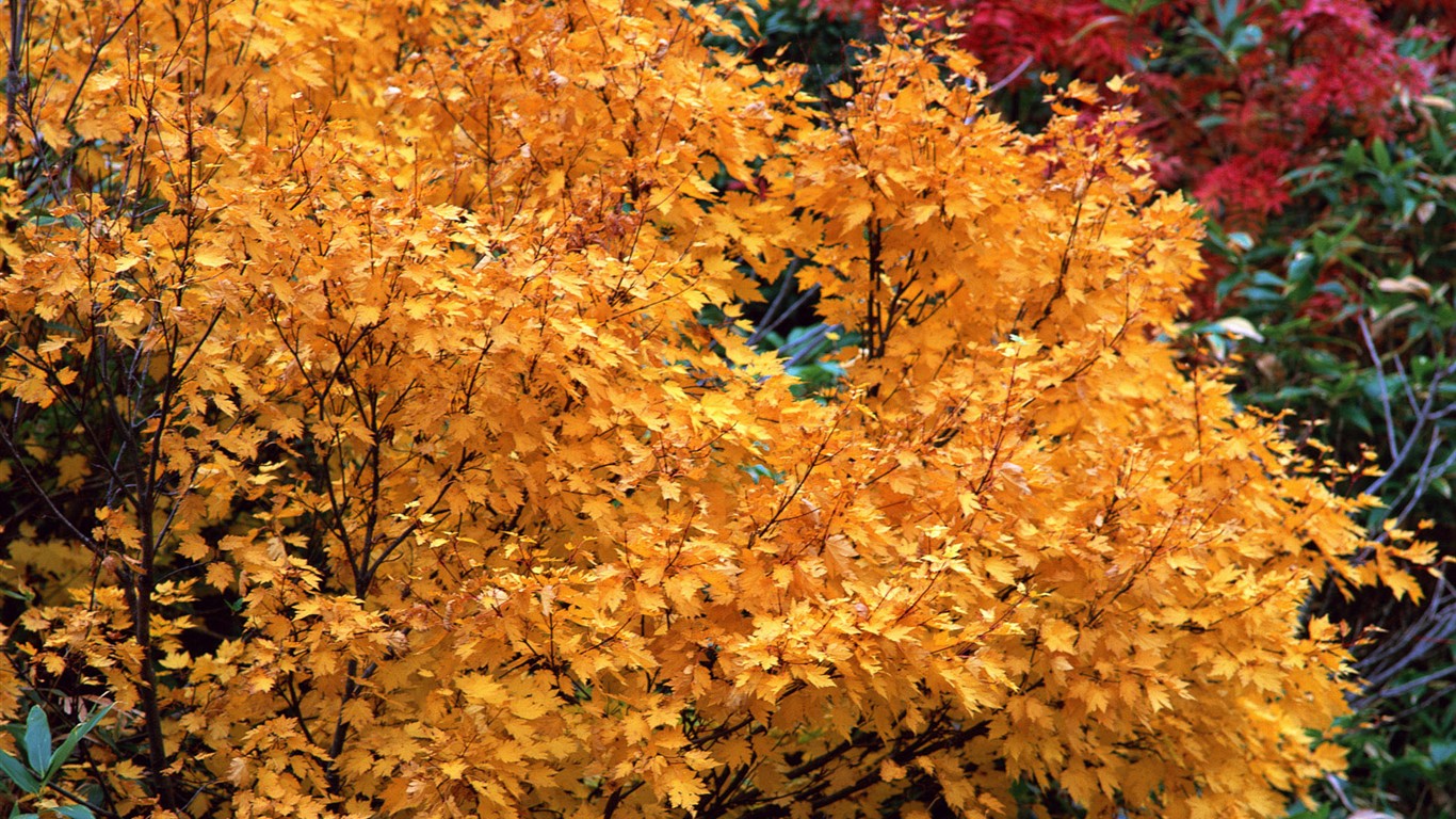 紅葉高清壁紙專輯 #31 - 1366x768