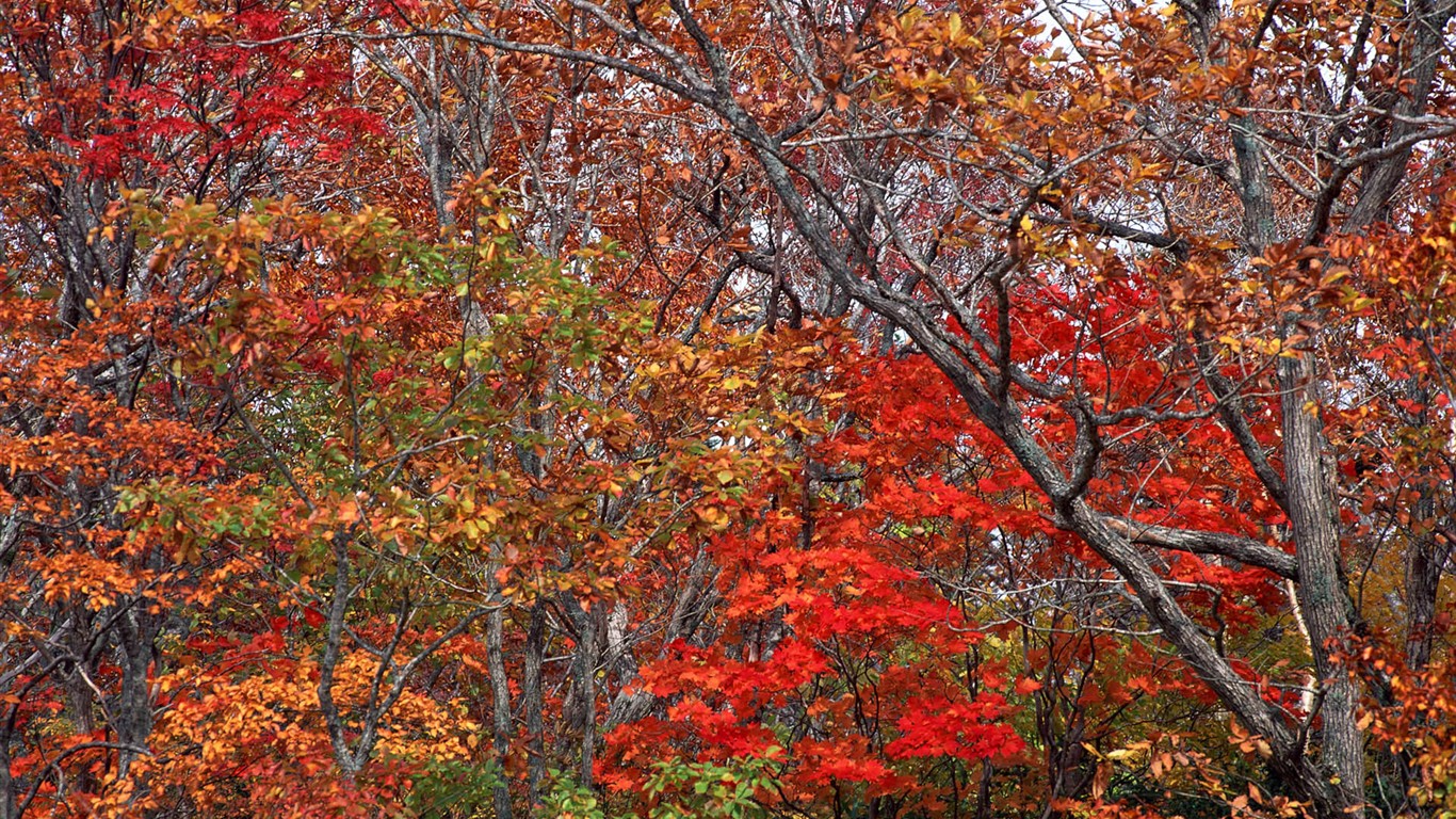 Leaves HD Wallpapers Album #33 - 1366x768