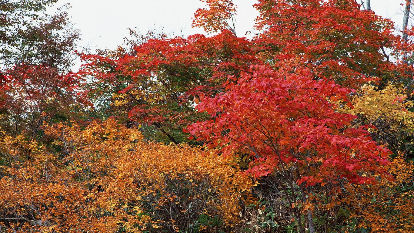 단풍이 배경 화면의 HD 앨범 #34 - 1366x768