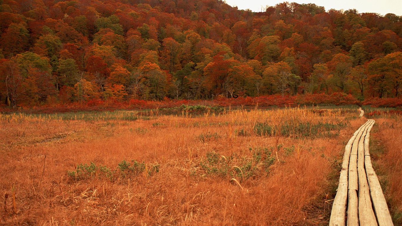 紅葉高清壁紙專輯 #37 - 1366x768